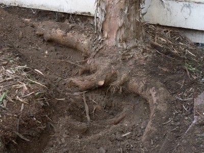 Cracks in walls from tree roots